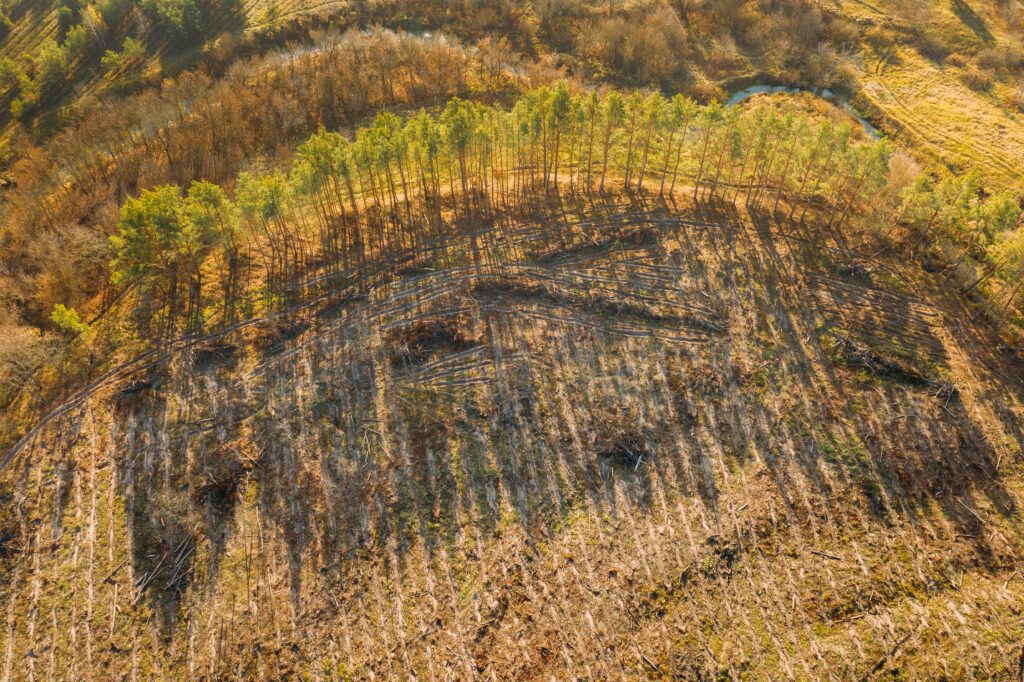 aerial view green forest in deforestation area lan 2023 11 27 05 24 58 utc - CloudCard